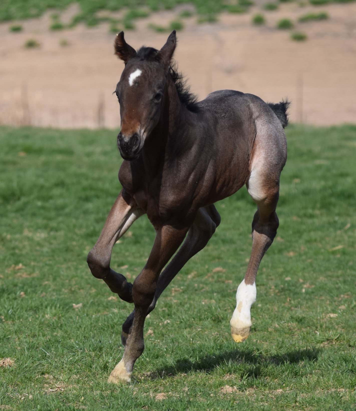 Quarter Horses